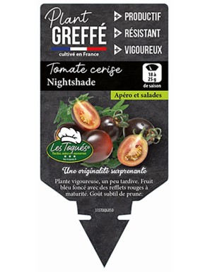 Tomate cerise Nightshade  Plant greffé
