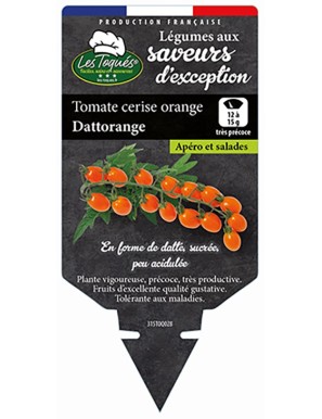 Tomate cerise orange Dattorange