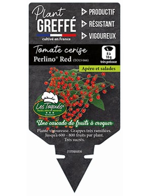 Tomate cerise Perlino®  Red (TO15 066) Plant greffé