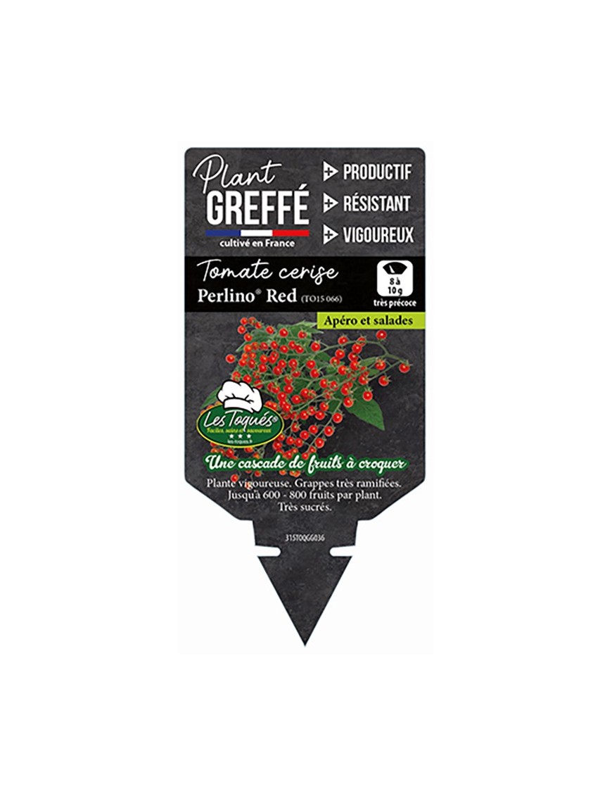Tomate cerise Perlino®  Red (TO15 066) Plant greffé