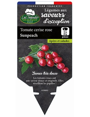 Tomate cerise rose Sunpeach