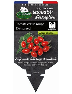 Tomate cerise rouge Dattored