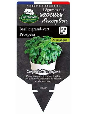 Basilic grand-vert Prospera