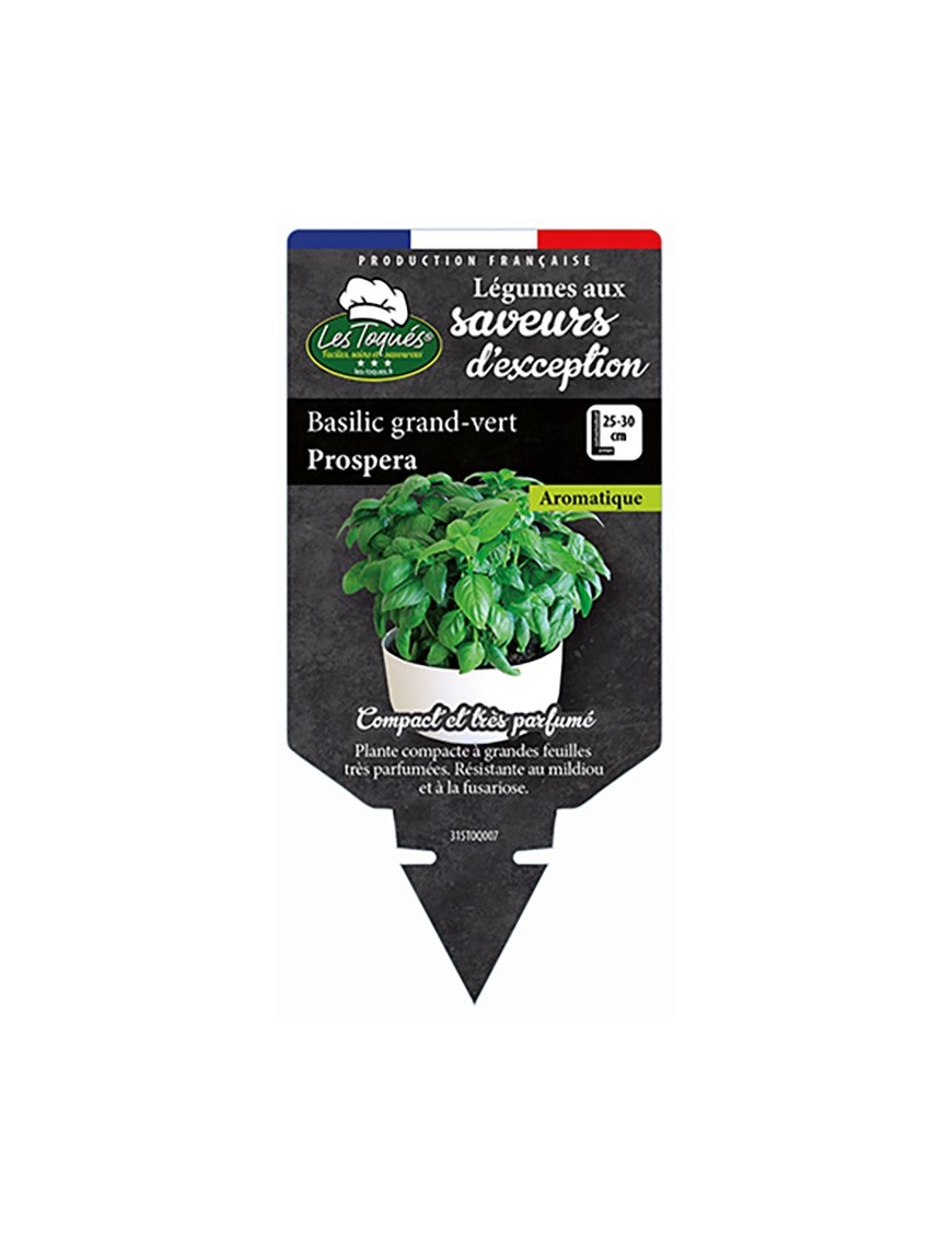Basilic grand-vert Prospera