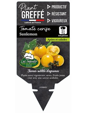 Tomate cerise Sunlemon  Plant greffé