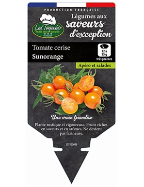 Tomate cerise Sunorange