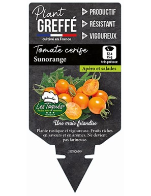 Tomate cerise Sunorange  Plant greffé