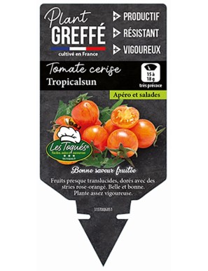Tomate cerise Tropicalsun  Plant greffé