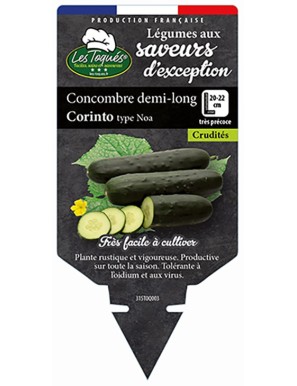 Concombre demi-long Corinto type Noa