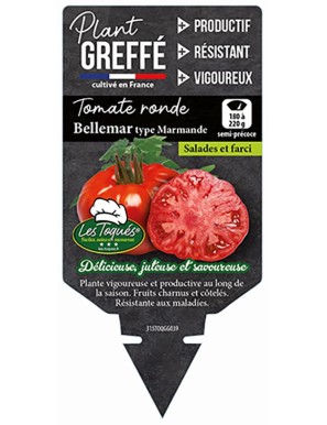 Tomate ronde Bellemar type Marmande Plant greffé