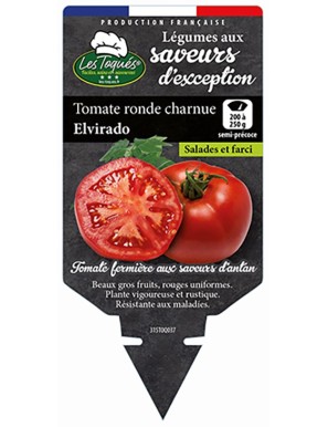 Tomate ronde charnue Elvirado
