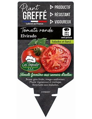 Tomate ronde Elvirado  Plant greffé