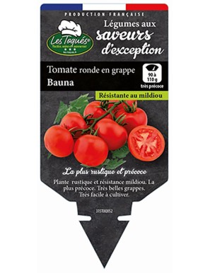 Tomate ronde en grappe Bauna
