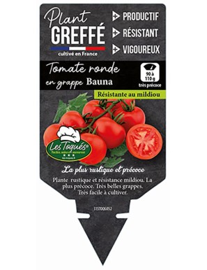Tomate ronde en grappe Bauna  Plant greffé