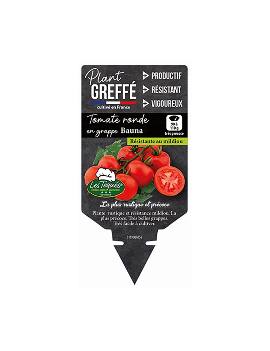 Tomate ronde en grappe Bauna  Plant greffé