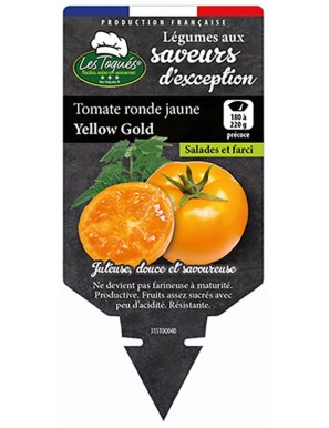 Tomate ronde jaune Yellow Gold