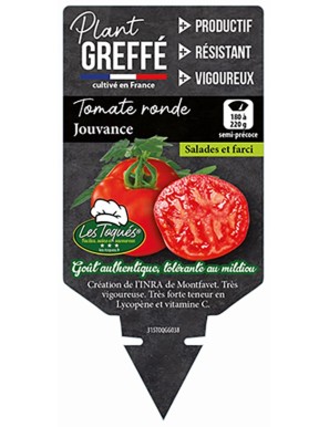 Tomate ronde Jouvance  Plant greffé