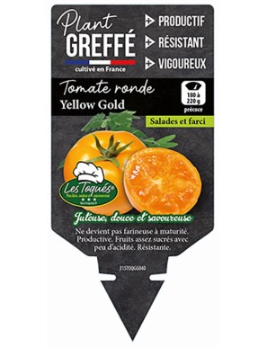 Tomate Yellow Gold  Plant greffé
