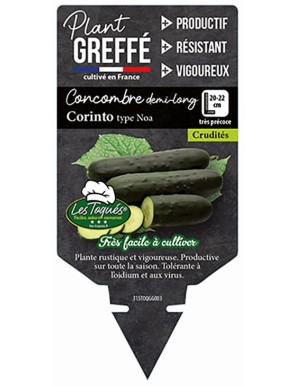 Concombre demi-long Corinto type Noa Plant greffé