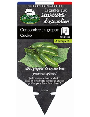 Concombre en grappe Cucko