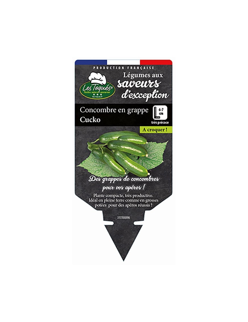 Concombre en grappe Cucko