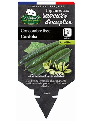 Concombre lisse Cordoba