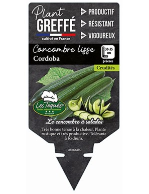 Concombre lisse Cordoba Plant greffé