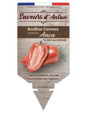 Tomate Andine Cornue sélection Anca