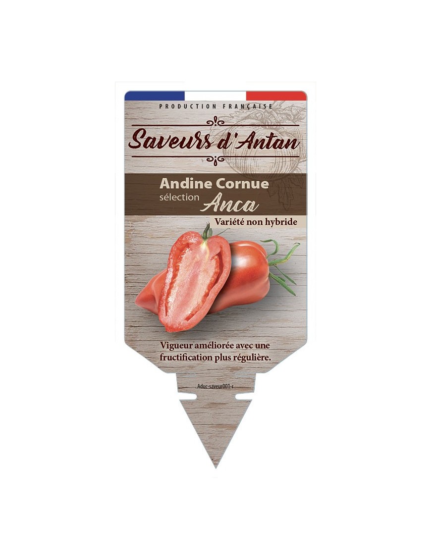Tomate Andine Cornue sélection Anca