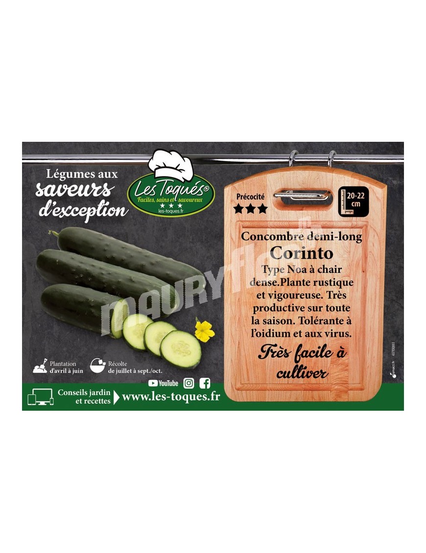 Concombre Corinto F1