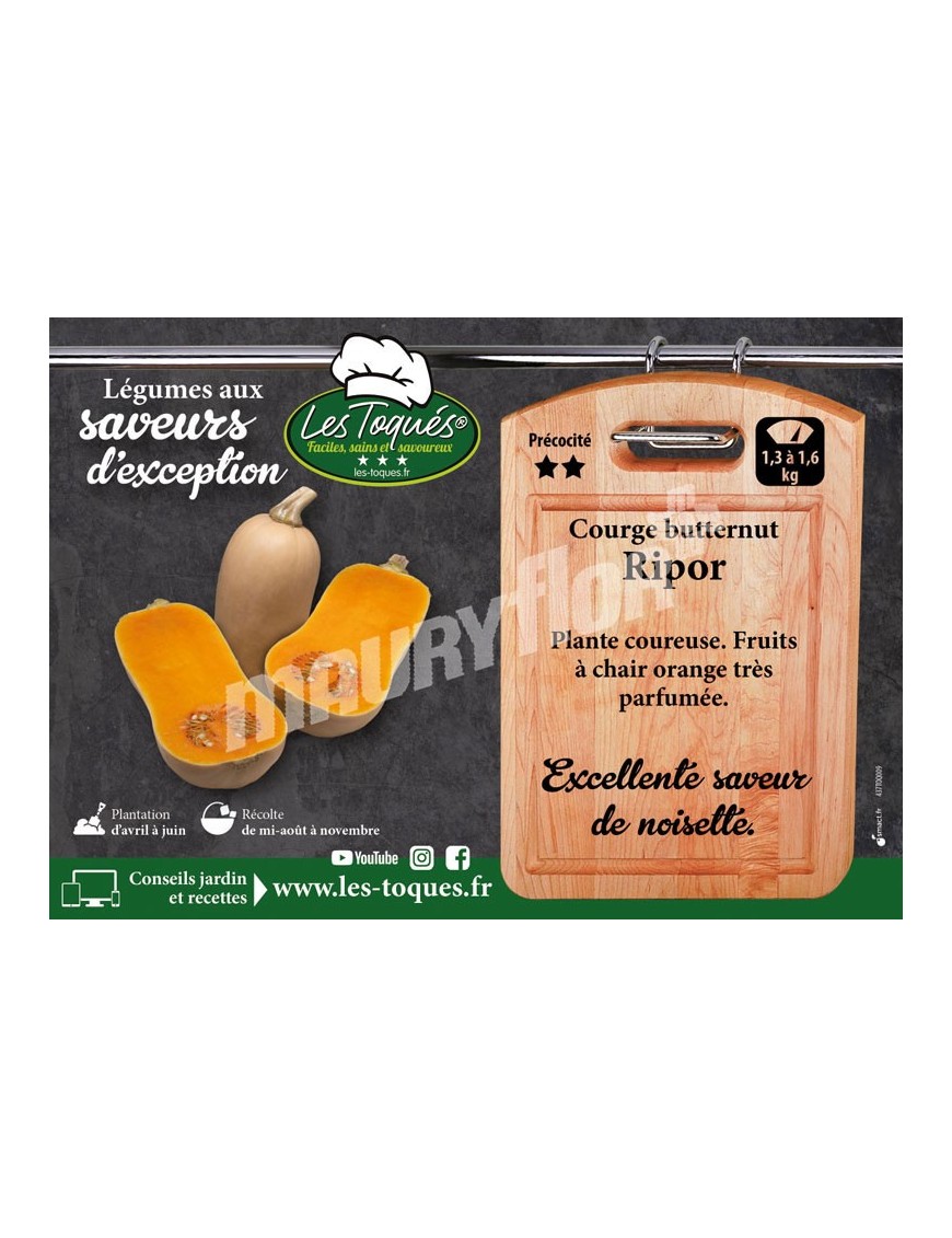 Courge Butternut Ripor F1