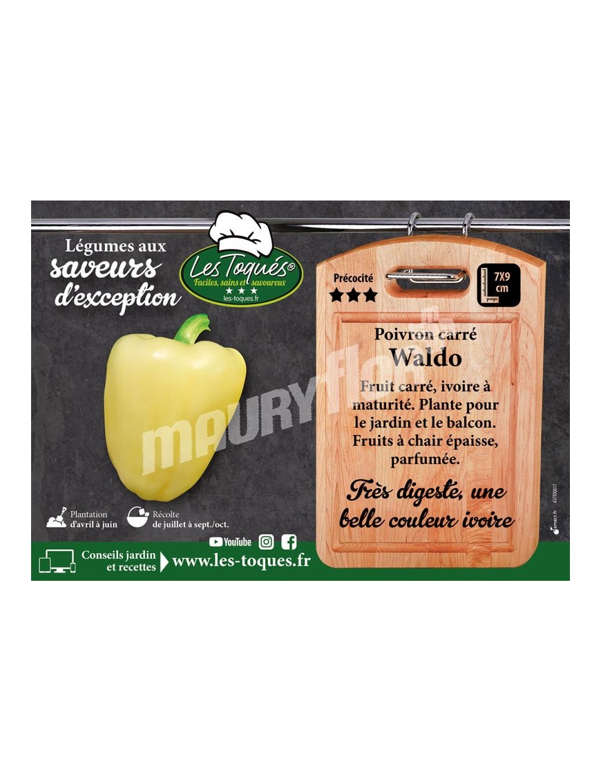 Poivron Waldo F1