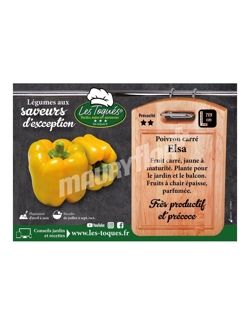 Poivron Elsa F1