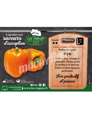 Poivron Ilyn F1
