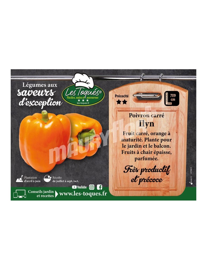 Poivron Ilyn F1