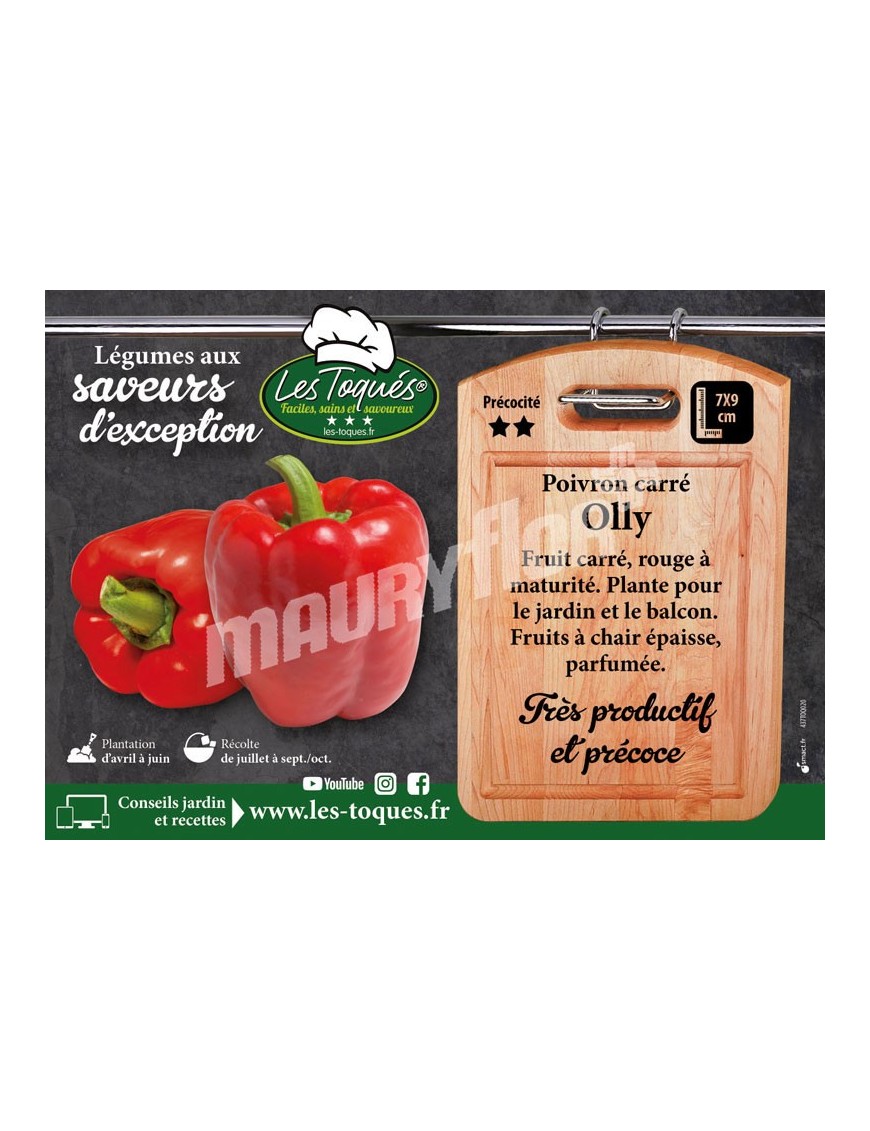Poivron Olly F1