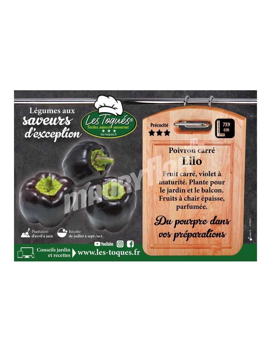 Poivron Lilo F1