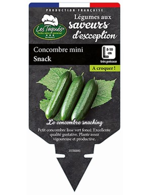 Concombre mini Snack