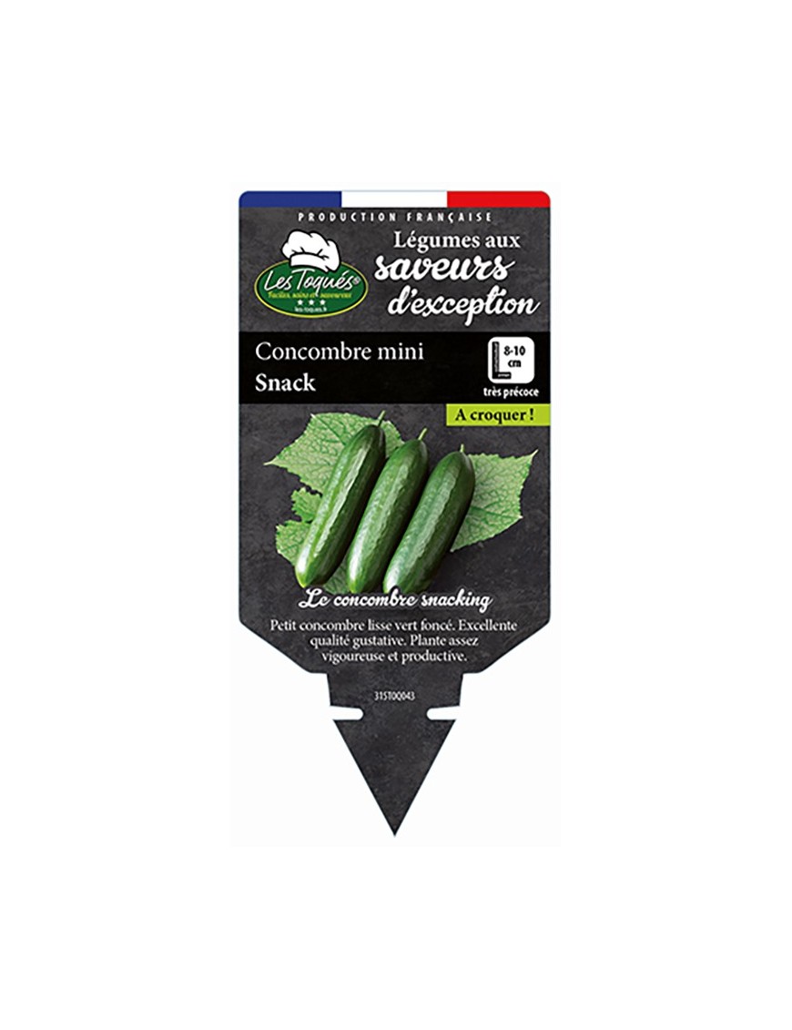 Concombre mini Snack