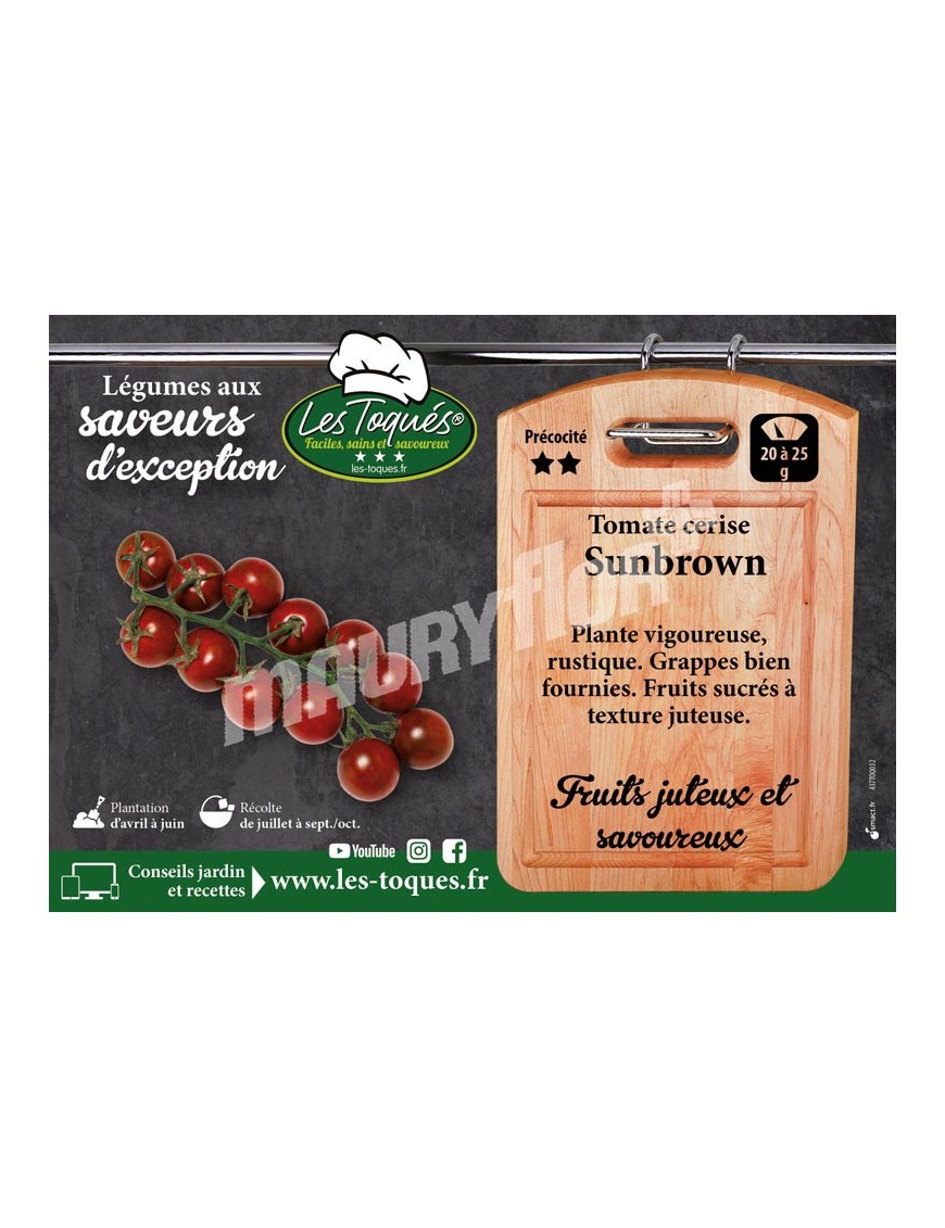Tomate cerise Sunchocola F1