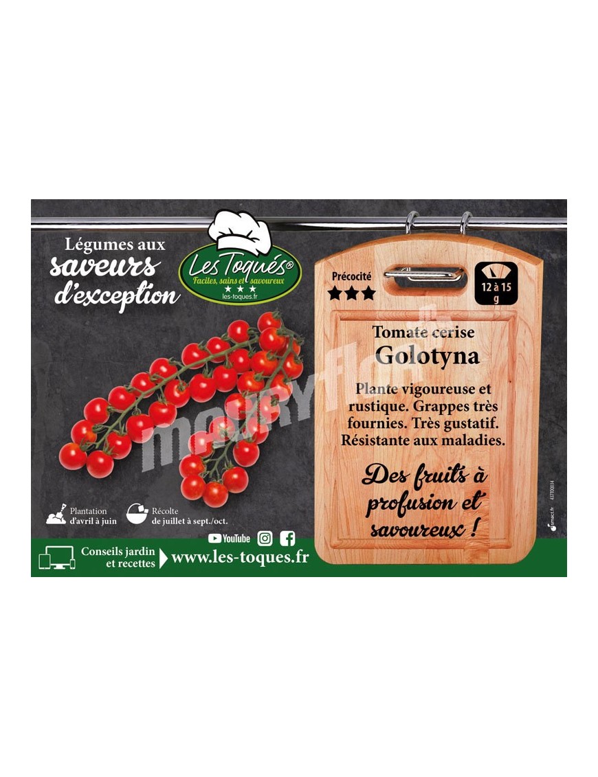 Tomate cerise Golotyna F1