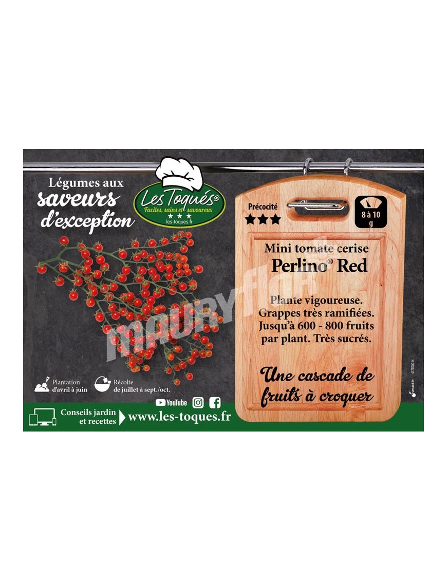 Tomate cerise Perlino ® F1 Red (TO15 066)