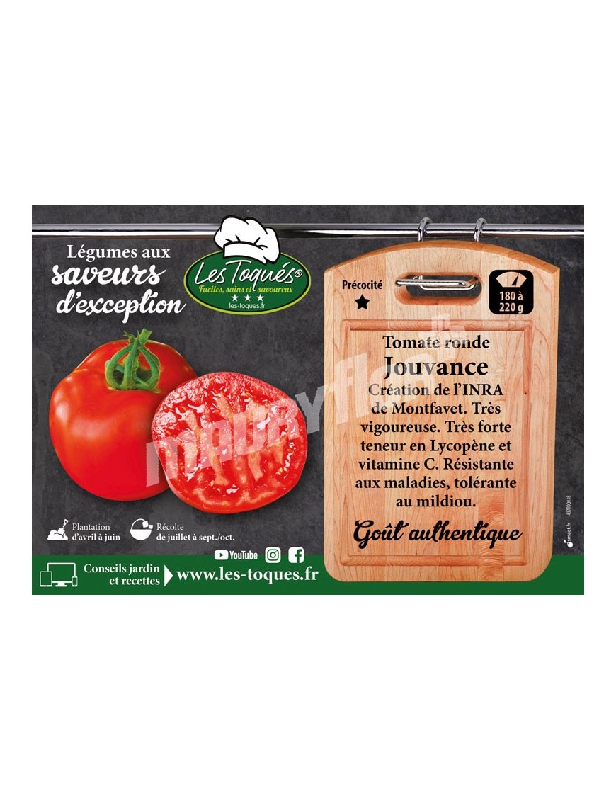 Tomate Jouvance F1
