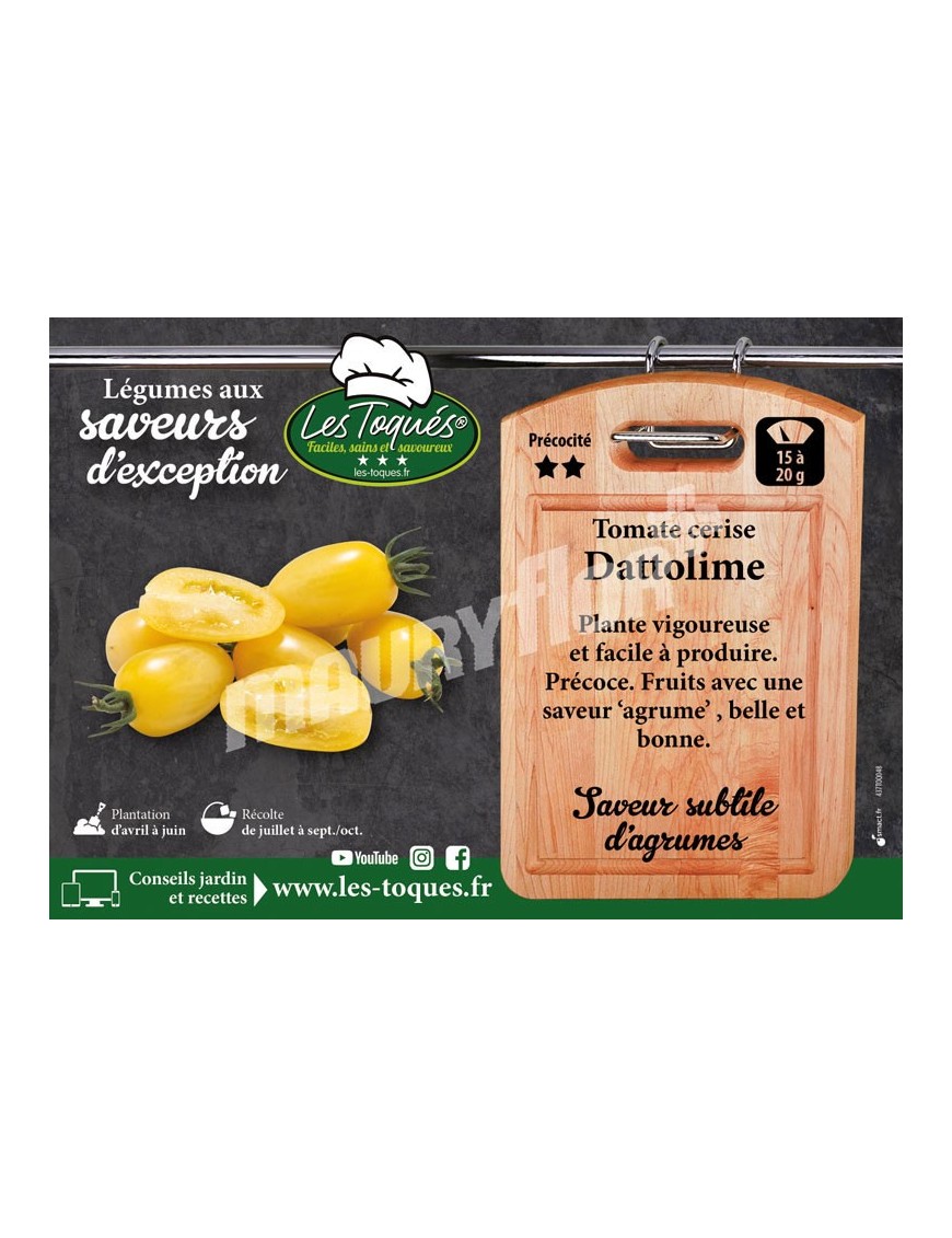 Tomate cerise Dattolime F1