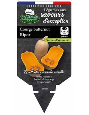 Courge Butternut Ripor