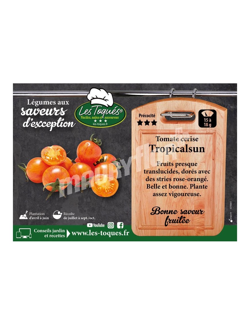 Tomate cerise Tropicalsun F1