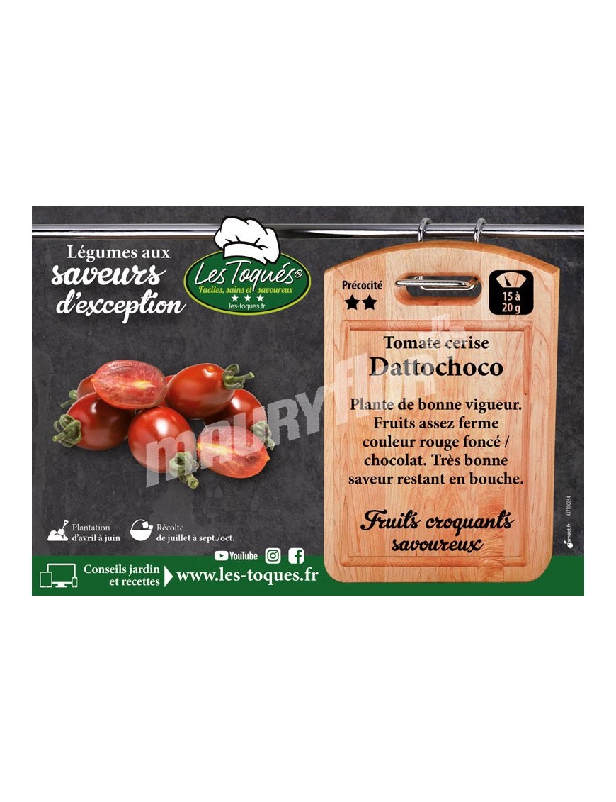 Tomate cerise Dattochoco F1