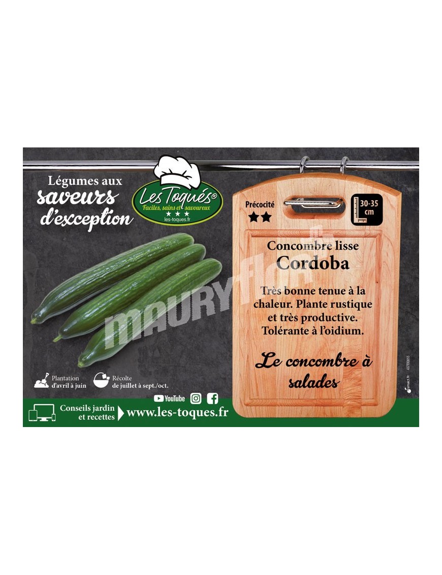 Concombre Cordoba