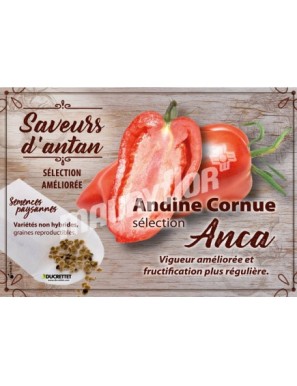 Tomate Andine Cornue sélection Anca