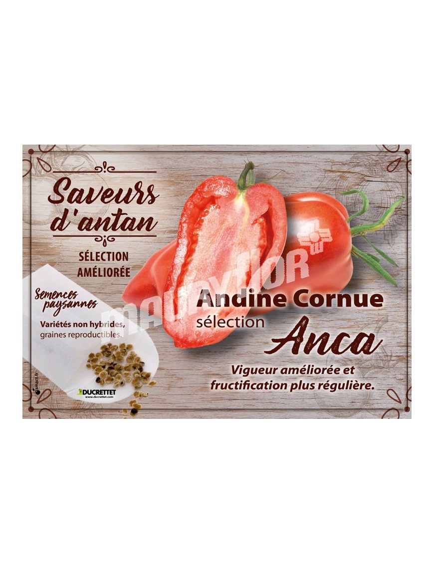 Tomate Andine Cornue sélection Anca